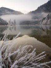 View across Königssee to Christlieger Island and frozen trees in fog, frozen grass in front,