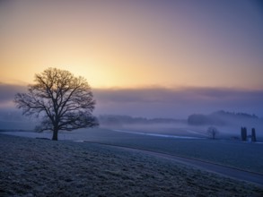 Silhouette of an unleafy deciduous tree in high fog, Högl, Anger, Berchtesgadener Land, Upper