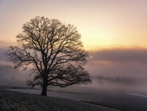 Silhouette of an unleafy deciduous tree, next to it the solar disk in high fog, Högl, Anger,