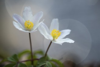 Flowering wood anemone (Anemone nemorosa), early bloomer, Vechta, Lower Saxony, Germany