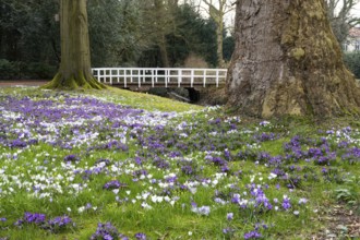 Crocuses (Crocus) in bloom in the castle park in Oldenburg, Oldenburg, Lower Saxony, Germany