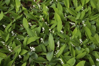 Lily of the valley (Convallaria majalis), flower, Damme, Lower Saxony, Germany