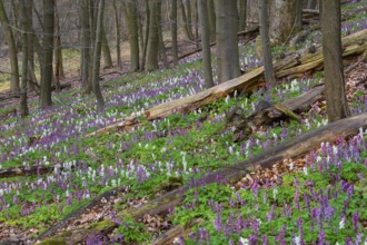 Hollow larkspur (Corydalis cava), Teutoburg Forest, Bad Iburg, Lower Saxony, Germany