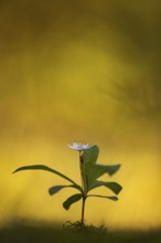 Seven-star (Trientalis europaea), Dötlingen, Lower Saxony, Germany