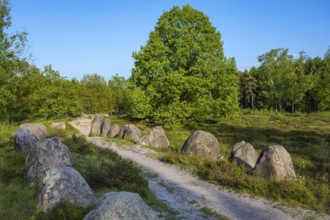 Glan Bride, Glander Steine, megalite grave, megalite culture, Dötlingen, Lower Saxony, Germany