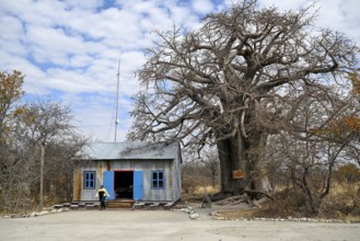 Baobab tree (Adansonia digitata) at the reception of Planet Baobab, lodge near the village of