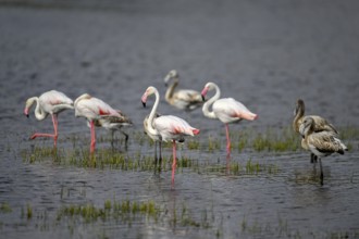 Pink flamingos (Phoenicopterus roseus) in a lagoon, Makgadikgadi Pans National Park, Central