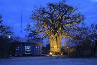 Baobab tree (Adansonia digitata), blue hour, Planet Baobab, lodge near the village of Gweta,