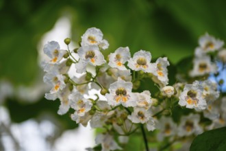 Close-up of white flowers with yellow centres surrounded by green leaves, Southern Catalpa (Catalpa