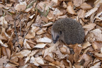 Hedgehog (Erinaceidae) on the forest floor looking for winter quarters, Cloppenburg, Lower Saxony,