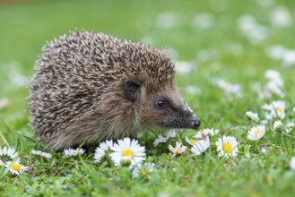 Cute hedgehog, brown-breasted hedgehog (Erinaceus europaeus) in the garden, Vechta, Lower Saxony,