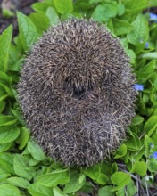 Cute hedgehog, brown-breasted hedgehog (Erinaceus europaeus) in the garden, Vechta, Lower Saxony,