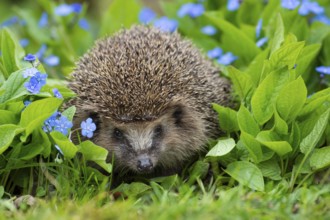 Hedgehog, brown-breasted hedgehog (Erinaceus europaeus), Oldenburger Muensterland, Vechta, Lower