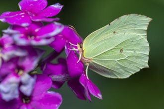 Lemon butterfly (Gonepteryx rhamni), Vechta, Lower Saxony, Germany