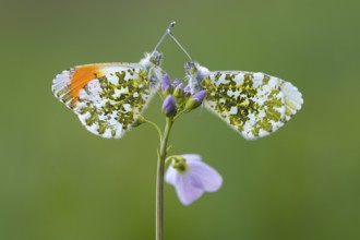Aurora butterfly (Anthocharis cardamines) on meadowfoam, Vechta, Lower Saxony, Germany