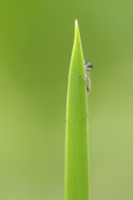 Blue-tailed damselfly (Ischnura elegans), Ahlhorn, Lower Saxony, Germany