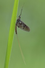 Ephemera danica or Danish mayfly (Ephemera danica), Ahlhorn, Lower Saxony, Germany