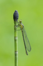 Red-eyed Damselfly (Erythromma najas), Ahlhorn, Lower Saxony, Germany