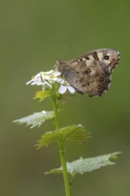 Forest board game (Pararge aegeria), Vechta, Lower Saxony, Germany