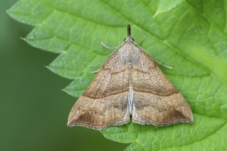 Nettle-billed Owl (Hypena proboscidalis), Ahlhorn, Lower Saxony, Germany