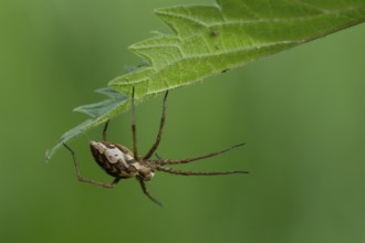 Cross spiders (Araneus), Ahlhorn, Lower Saxony, Germany
