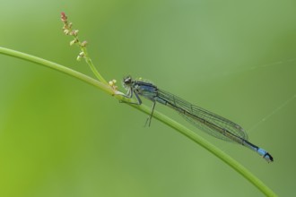 Blue-tailed damselfly (Ischnura elegans), Ahlhorn, Lower Saxony, Germany
