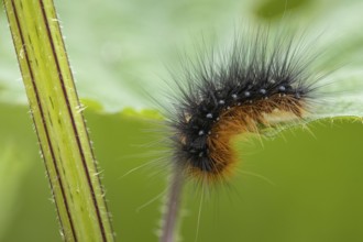 Caterpillar of the Garden tiger moth (Arctia caja), Ahlhorn, Lower Saxony, Germany