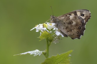 Forest board game (Pararge aegeria), Vechta, Lower Saxony, Germany