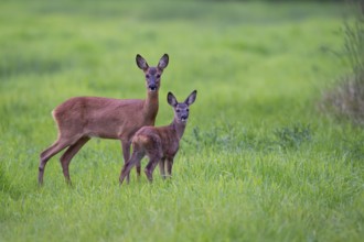 Ricke with fawn in a meadow at leaf time, deer, Vechta, Lower Saxony, Germany