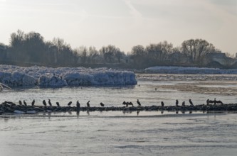 Cormorants on rocks and on icebergs on the Elbe in the area of the federal waterway near Geesthacht