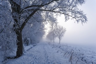 Hiking trail, Unterer Warwischer Wasserweg, in the snow on a hazy winter day in Hamburg's Vier- und