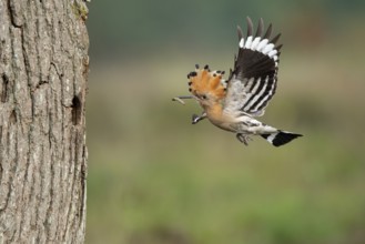 Hoopoe in flight (Upupa epops), Faßberg, Lower Saxony, Germany