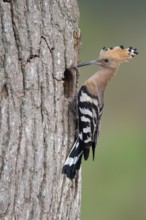 Hoopoe (Upupa epops), Faßberg, Lower Saxony, Germany