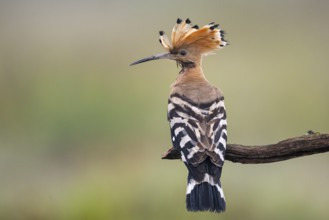 Hoopoe (Upupa epops), Faßberg, Lower Saxony, Germany