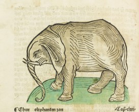 Elephant, old coloured woodcut from Gart der Gesundheit, published by Johannes de Cuba, Johannes