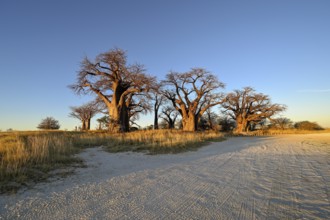 Baines Baobabs, baobab or baobab trees (Adansonia digitata), Kudiakam Pan, Nxai Pan National Park,