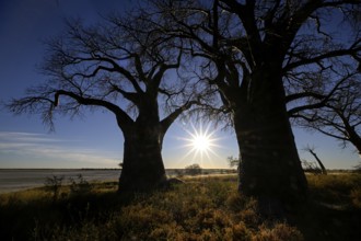 Baines Baobabs, baobab or baobab trees (Adansonia digitata) in the last daylight, Kudiakam Pan,