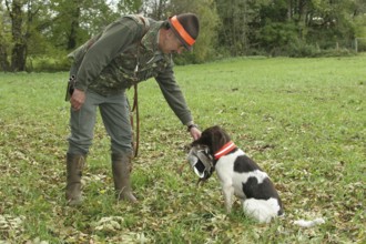 Hunting dog Small Munsterlander retrieves and hands over shot mallard drake (Anas platyrhynchos) to