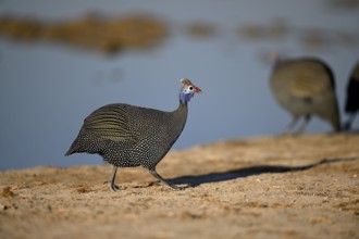 Helmeted guinea fowl (Numida meleagris) at the Nxai Pan waterhole, Nxai Pan National Park, near