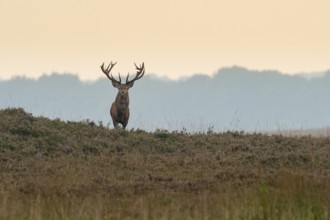 Red deer (Cervus elaphus), rut, Hoenderloo, Gelderland, Netherlands