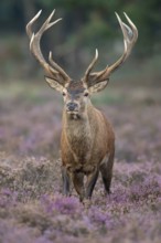 Red deer (Cervus elaphus), rut, Hoenderloo, Gelderland, Netherlands