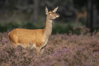 Red deer (Cervus elaphus), female, Hoenderloo, Gelderland, Netherlands