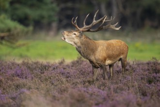 Red deer (Cervus elaphus), Hoenderloo, Gelderland, Netherlands