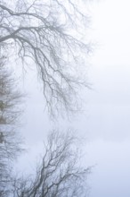 Ahlhorn fish ponds in fog, Ahlhorn, Lower Saxony, Germany