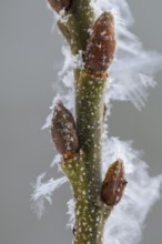 Hoarfrost on a branch with a bud, Colnrade, Lower Saxony, Germany