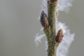 Hoarfrost on a branch with a bud, Colnrade, Lower Saxony, Germany