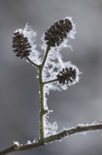 Hoarfrost on an alder branch, Colnrade, Lower Saxony, Germany