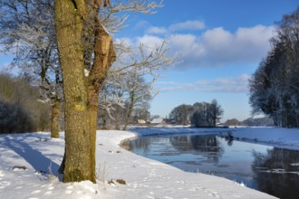 Oak tree on the Hunte near Colnrade in winter, Bühren, Colnrade, Lower Saxony, Germany