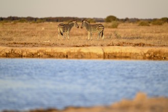 Plains zebra (Equus quagga) at the Nxai Pan waterhole, Nxai Pan National Park, near Gweta, Central