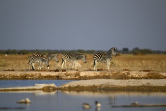 Plains zebra (Equus quagga) at the Nxai Pan waterhole, Nxai Pan National Park, near Gweta, Central